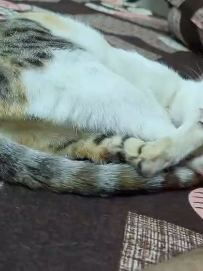 This is Bambi in her favorite state: curled up and cozy. Seeing a rescue cat sleep so peacefully is a beautiful sight, and she is ready to bring that sense of calm and contentment to her new family.