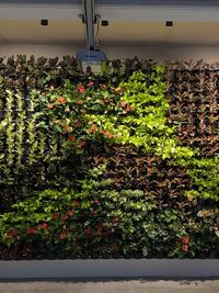 Specialty Garden & Plant Installations