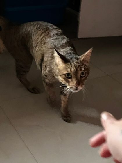 A hesitant sniff is the first step to friendship. I'm always patient and let the cats come to me when they're ready.