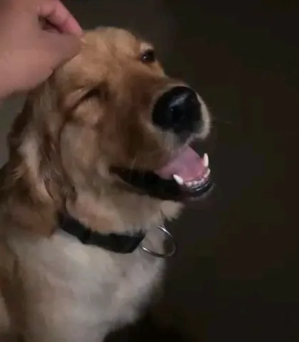 Every guest gets all the personal attention and affection they need to feel loved and secure. This sweet Golden Retriever, Loki, is soaking up some gentle head scratches and feeling right at home.