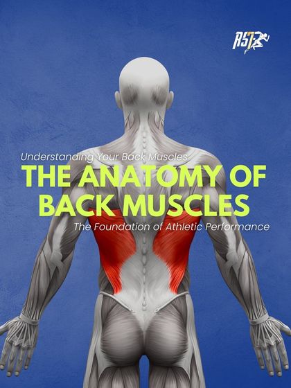 A strong back is essential for athletic performance. This infographic introduces the anatomy of your back muscles, setting the stage for a deeper understanding of how to train for stability and power.