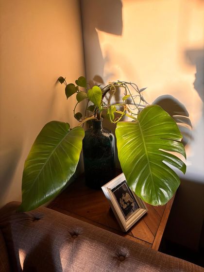 The beautiful evening light hitting a Monstera leaf. Sometimes, it's the simple, quiet moments in a garden that are the most beautiful.