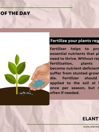 Tip of the day: Fertilizing your plants regularly provides them with the essential nutrients they need to thrive and prevents issues like stunted growth.