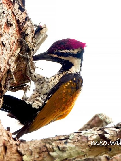 Here, the Malabar Flameback is hard at work, pecking at the tree. This angle highlights the powerful neck and beak that all woodpeckers are famous for.