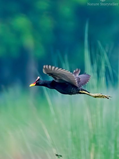 A more artistic shot of the Watercock flying low over the reeds, with motion blur in the background conveying its speed.