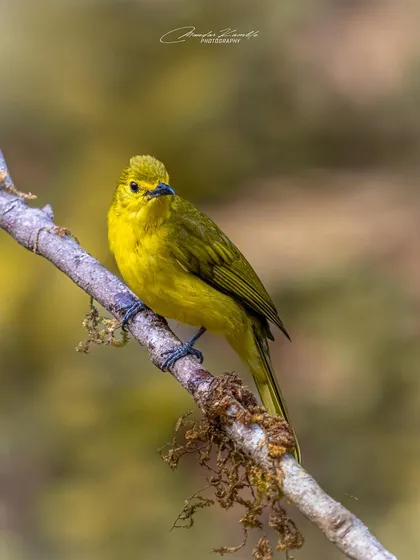 A Yellow-browed Bulbul against a soft, warm background. Its bright yellow plumage makes it a cheerful and eye-catching sight in the forests of Dandeli.