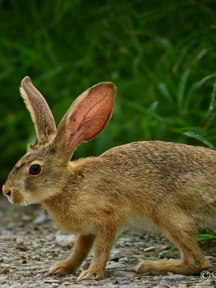 Creatures Great and Small photo 19