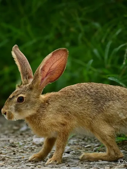 An Indian Hare, or Black-naped Hare, in Jhalana. Its large ears are not just for hearing; they also help to regulate its body temperature in the heat.