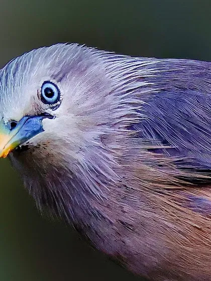A detailed close-up of a Chestnut-tailed Starling. The image reveals the fine, hair-like feathers on its head, its pale blue eye, and the subtle purple sheen on its plumage.