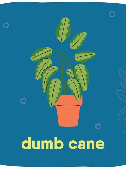 Dumb Cane is not a pet-friendly plant due to its toxicity.