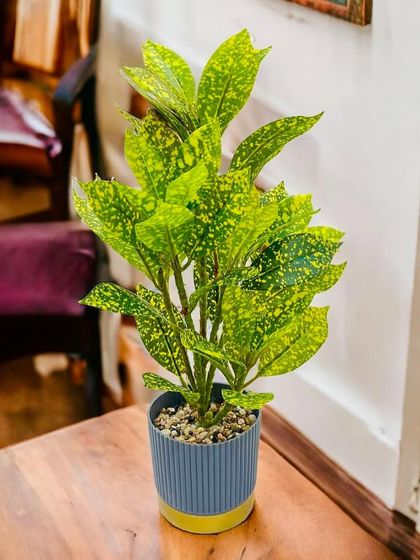 This is an artificial gold dust croton plant, featuring bright green leaves with yellow speckles. It's a cheerful and vibrant option for brightening up a workspace or a reading nook.