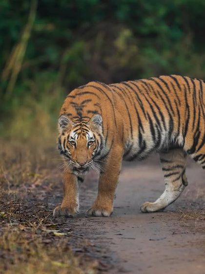 A confident young tiger from Paarwali's litter. Corbett's unique landscape offers incredible opportunities for framing tigers in their natural element.