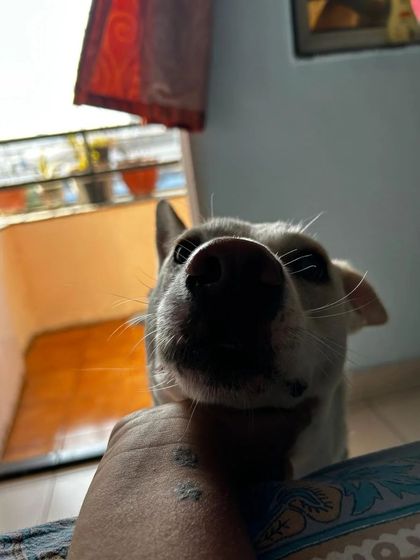 These additional photos showcase the variety of wonderful dogs I have the pleasure of caring for, each with their own unique charm and personality. From playful moments to quiet cuddles, every interaction is special.