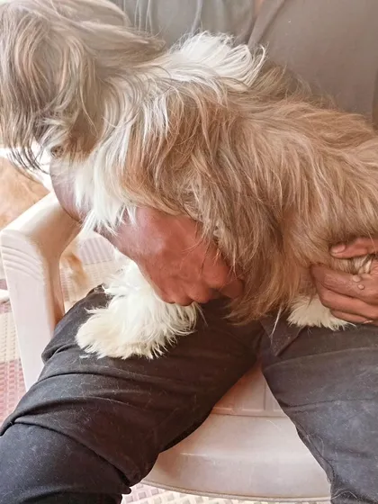 Assessing the long coat of a Shih Tzu to plan the best approach for its haircut.