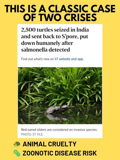 Charlie's Animal Rescue Centre - Animal Welfare Advocacy Beyond the City: Wildlife & Farm Animal Protection photo 5