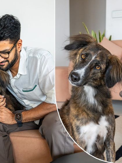 A collage telling the adoption story of Olive, a beautiful brindle Indie. The main image shows her getting a loving cuddle from her dad.