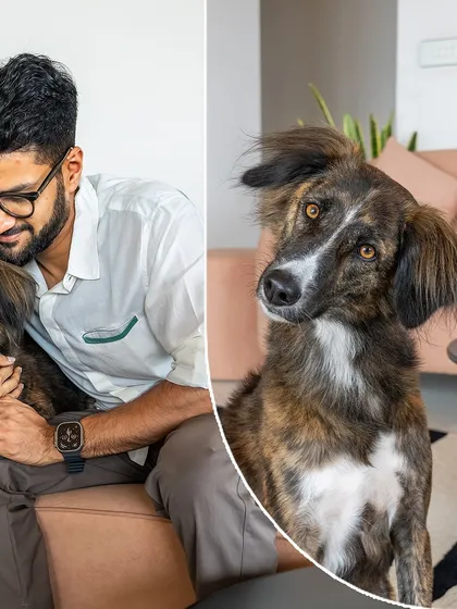 A collage telling the adoption story of Olive, a beautiful brindle Indie. The main image shows her getting a loving cuddle from her dad.