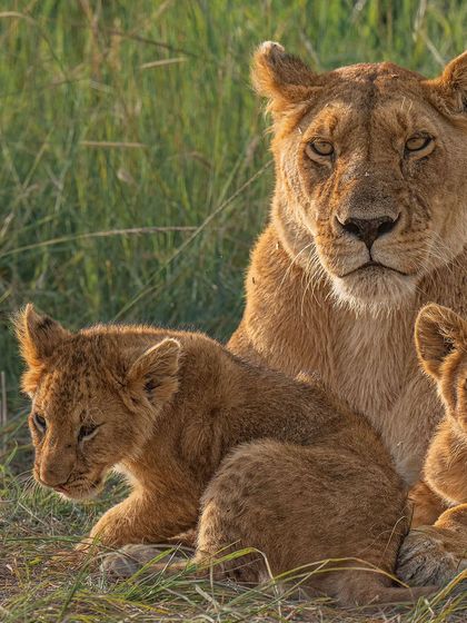 A lioness with her cubs, a classic portrait of a wild family. This image was part of a series for International Lion Day to raise awareness for their conservation.