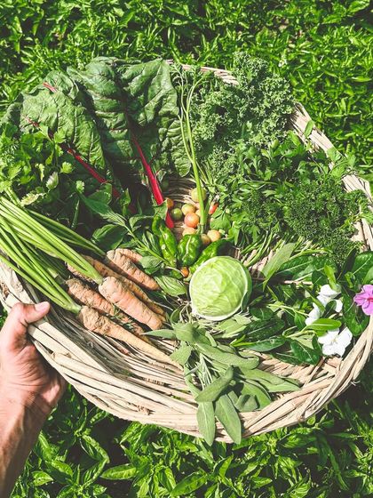 A basket overflowing with the day's harvest from our farm. We grow everything from carrots and cabbage to a wide variety of fresh herbs, all chemical-free.