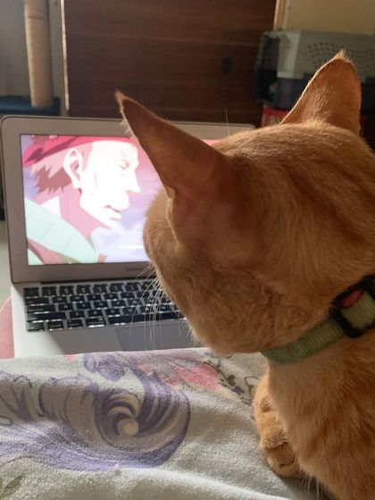 Ziggy isn't just a cuddle partner, he's also my anime-watching buddy! Mental stimulation comes in many forms, I guess. 😹