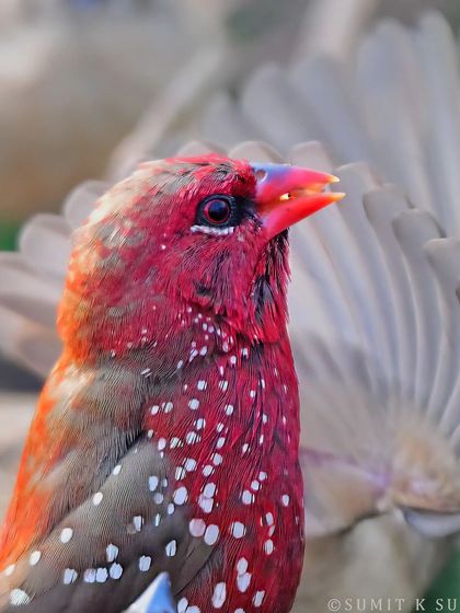 A stunning portrait of a Red Munia. Getting a sharp, close-up shot of this agile bird requires immense patience, but the reward is a frame filled with colour and detail.