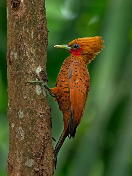 A Chestnut-colored Woodpecker clings to the side of a tree, its fiery orange plumage a stark contrast to the bark.