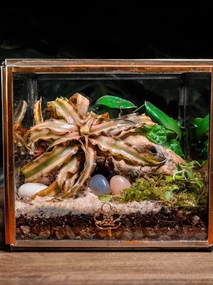 This open-style terrarium with its striking pink-veined plant makes for a unique Valentine's Day gift. It's a piece of living art that adds a pop of color and nature to any space.