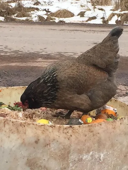 One of my hens helping herself to some fresh food scraps from a collection barrel. They know exactly where the good stuff is. This is a great example of how food waste can be used as a valuable resource.
