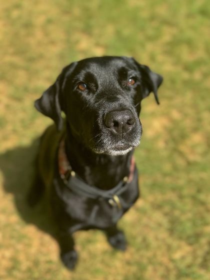 Laika, our magic girl, looking calm and content.
