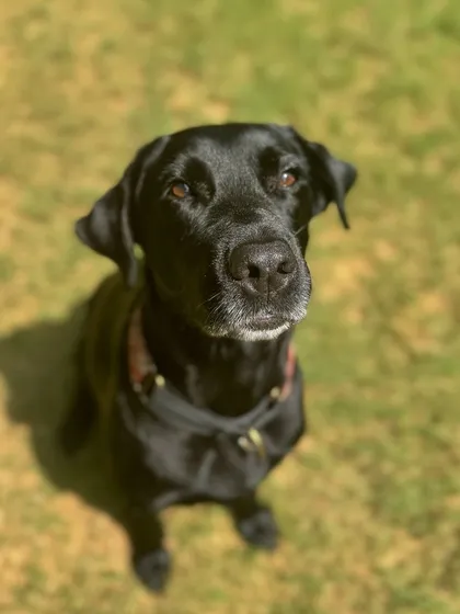 Laika, our magic girl, looking calm and content.