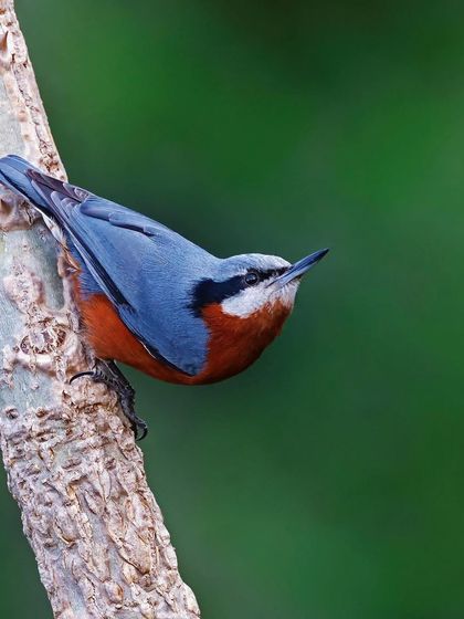 A Chestnut-bellied Nuthatch climbs a tree trunk. The wider composition emphasizes the bird's small size relative to the tree and its unique climbing ability.