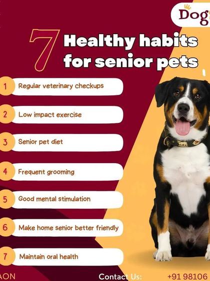 Senior pets need special attention. These seven healthy habits, including frequent grooming and maintaining oral health, will help keep your older dog comfortable and happy.