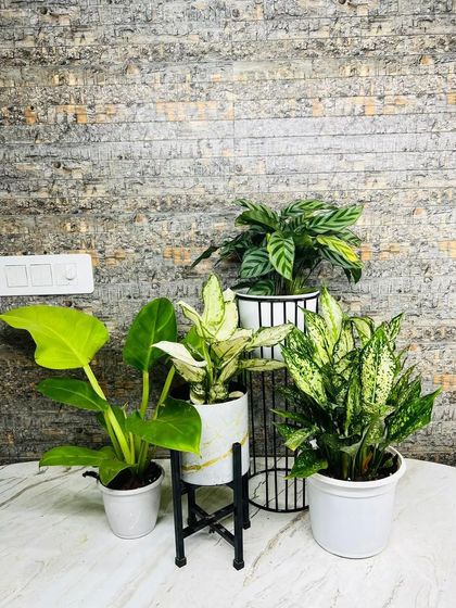 We can help you create a stunning plant arrangement on any surface. This collection on a marble table features a variety of foliage plants in different sizes and pots for a dynamic display.