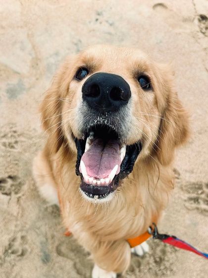 The joyful expression of a Golden Retriever on a sandy beach during a vacation sitting. I ensure that even when you're away, your dog gets to have safe and exciting new adventures.