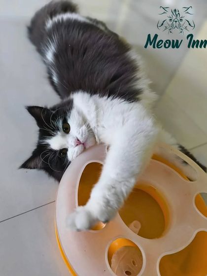 Meow Inn - Cat Lounge & Play Sessions Action & Adventure: Playtime Fun photo 4