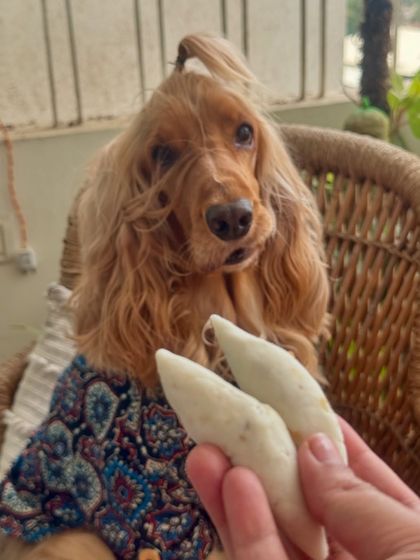 Posto enjoying a pet-friendly 'pithe' during Poush Sankranti, a traditional Bengali harvest festival.
