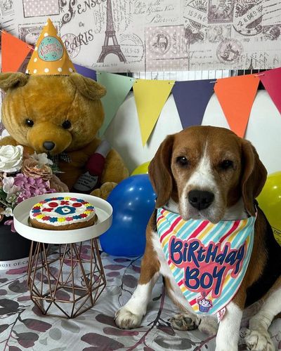 Dog Party Kits & Hampers