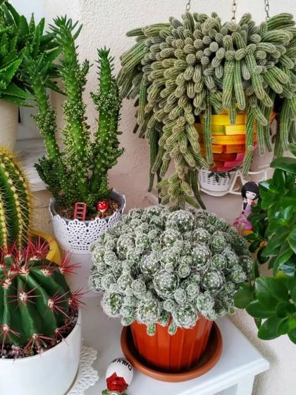 A lovely corner filled with different types of cacti, including a large Thimble Cactus and a hanging Monkey Tail.