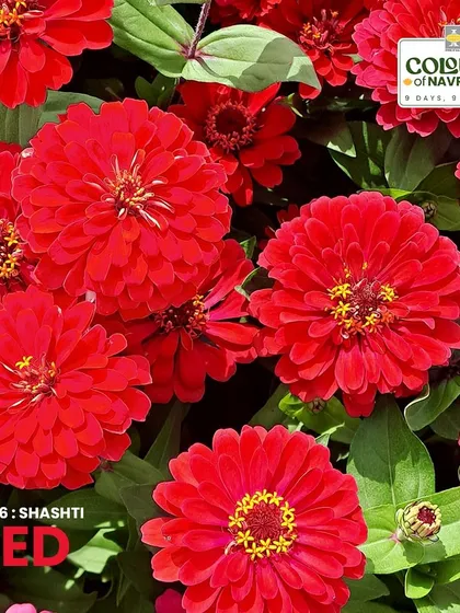 The Zinnia elegans 'Zesty Scarlet' radiates with fiery red blooms. This fast-growing annual brings courage and passion to the garden, blooming within 60 days.