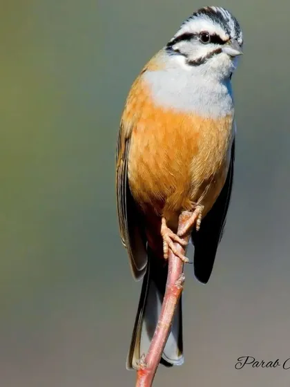 The Rock Bunting is a handsome bird that often poses cooperatively, like this one did for us. Its striped head and warm orange underparts make it a beautiful subject.