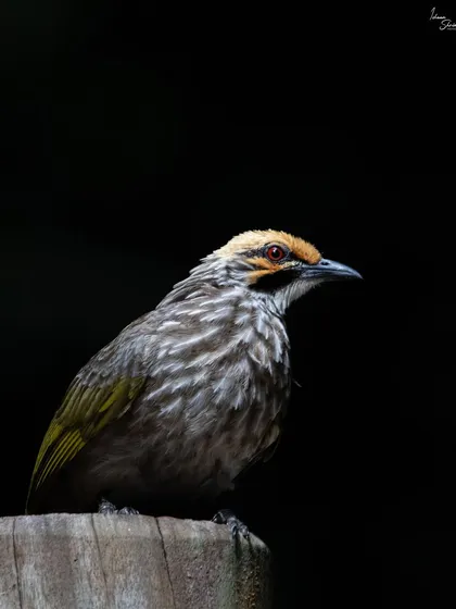 A low-key portrait of a critically endangered Straw-Headed Bulbul in Singapore. The dark rainforest provided the perfect natural studio, allowing me to use the shadows to make the bird's features and detailed plumage stand out dramatically.