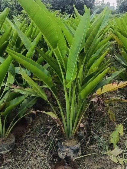 Delhi Gardner - Full-Service Landscaping Tropical Garden & Themed Designs photo 11