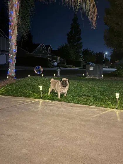 Buddy enjoying his new American neighborhood at night. He made it! From a fitness journey in India to a happy life in the USA.
