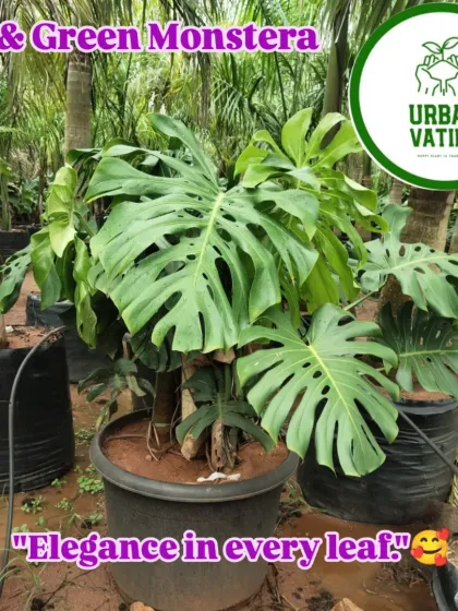 The Monstera Deliciosa is a favourite for a reason. Its large, unique leaves bring a lush, tropical feel to any indoor space.