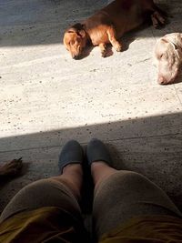 Dog Training & Behavior Modification