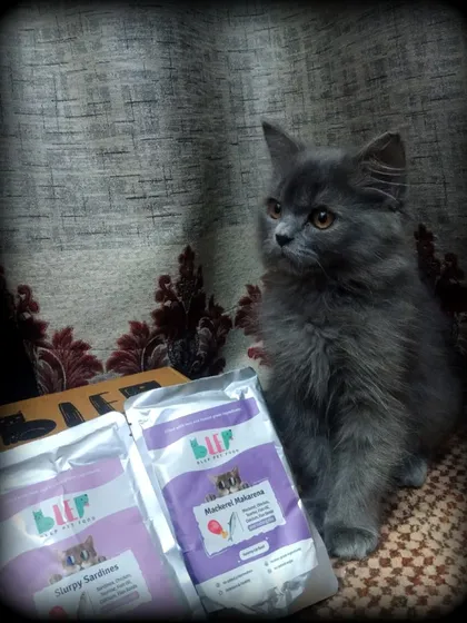 This fluffy grey kitten is also a fan, sitting patiently by the food packets. It's important to start them on healthy food from a young age.