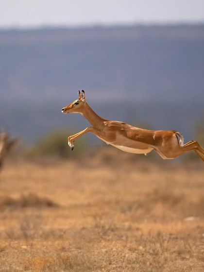 Another frame of the leaping impala, showcasing the grace and power of these animals.