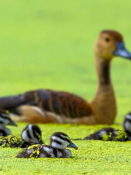 A heartwarming series of a Lesser Whistling Duck mother with her numerous tiny ducklings in a moss-covered pond in Bandipur. These images capture the vulnerability and charm of new life in the wild.