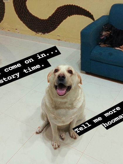 Guys come on in, it's story time. This Labrador is always ready for a good tale.