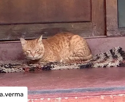 A repost from a guest, capturing one of our resident cats enjoying a peaceful nap. These small, serene moments are what make our campus feel like a true home.